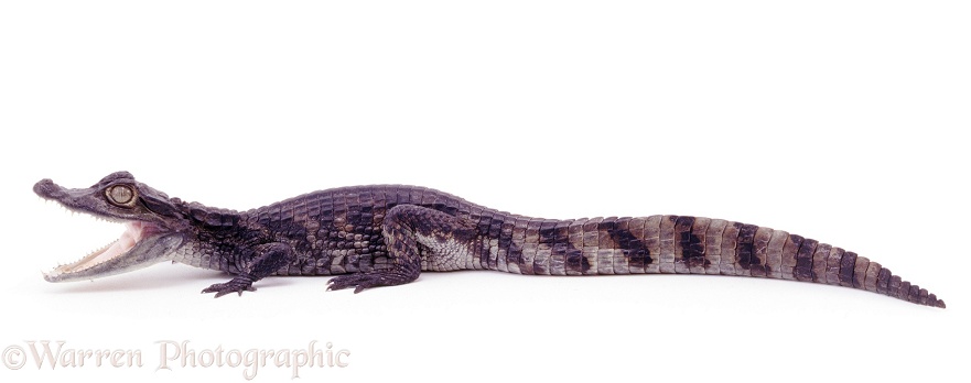 Nile Crocodile (Crocodylus niloticus) juvenile.  Africa, white background