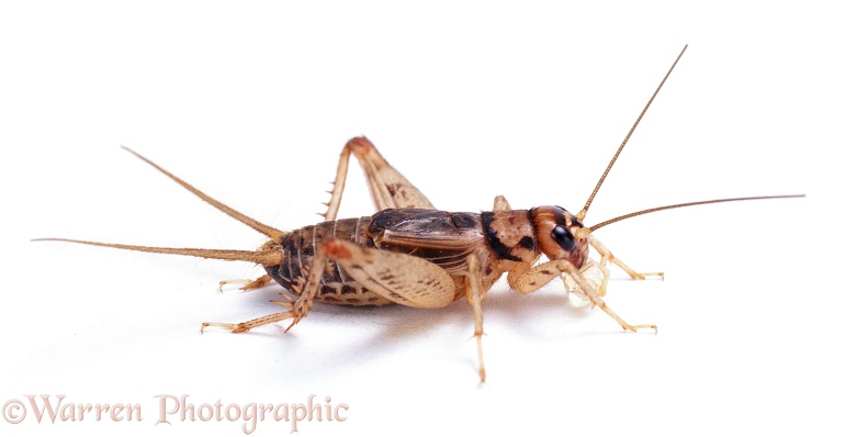 Cricket (Gryllodes sigillatus).  W. Australia, white background