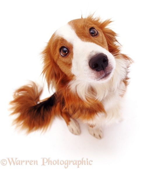 Border Collie bitch Lollipop sitting looking up, white background