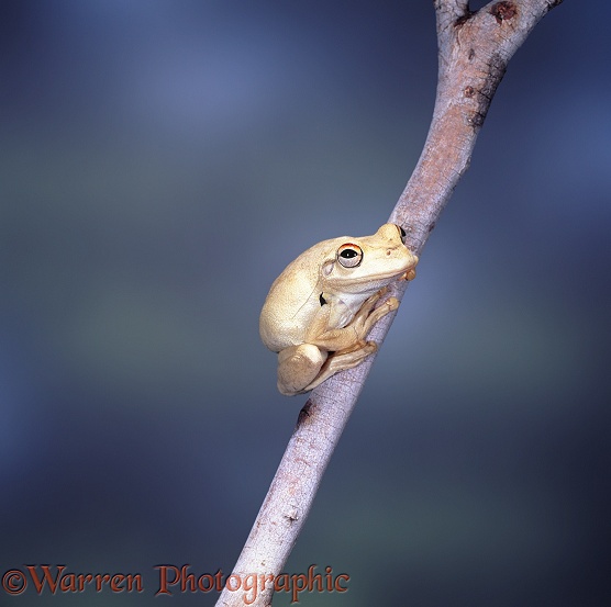 Roth's Tree Frog (Litoria rothii).  NW Australia