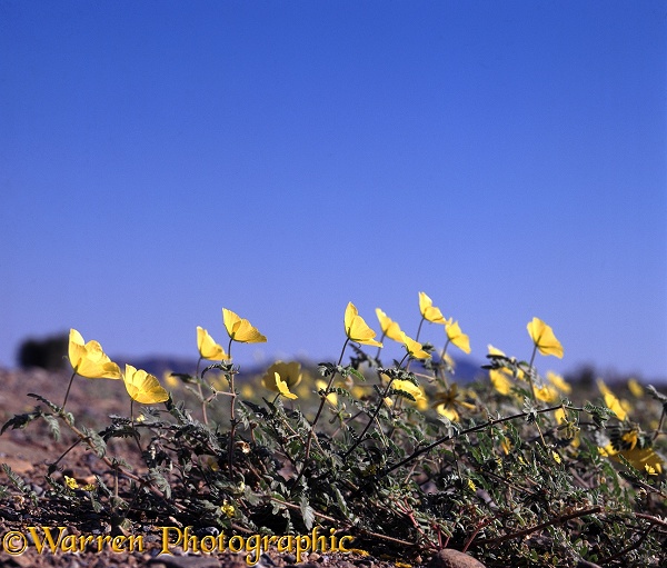 Devil's Thorn (Tribulus zeyheri) facing east to gather warmth from the rising sun.  Africa