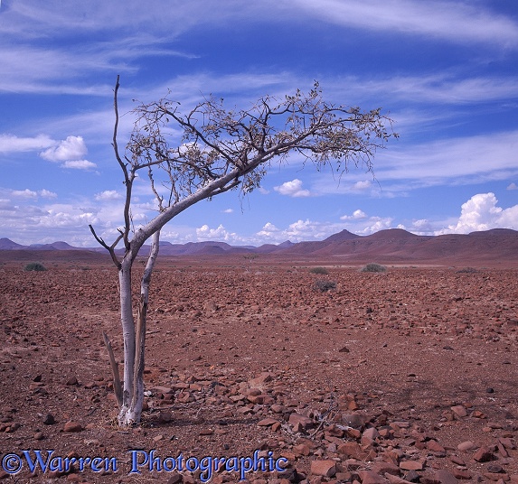 Lone tree in Damaraland.  Namibia