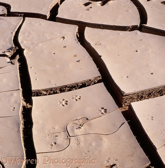 African Wild Cat (Felis lybica) footprints in dried, cracked mud.  Namibia