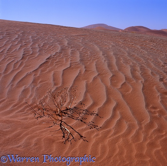 Dead desert plant in sand.  Namibia