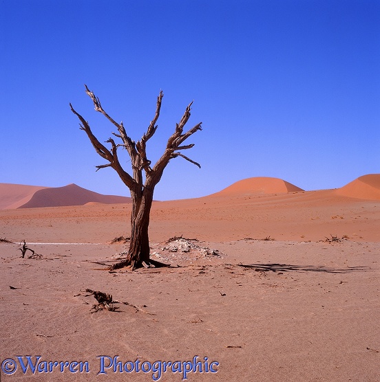 Dead tree in the Namib Desert.  Namibia