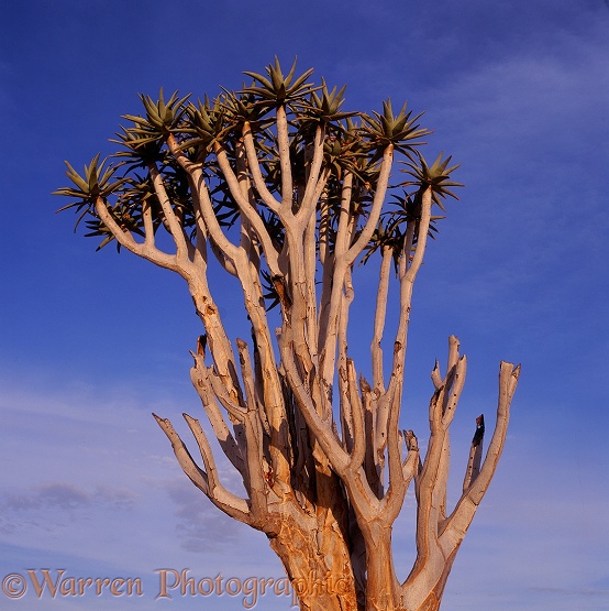 Quiver Tree (Aloe dichotoma).  Southern Africa