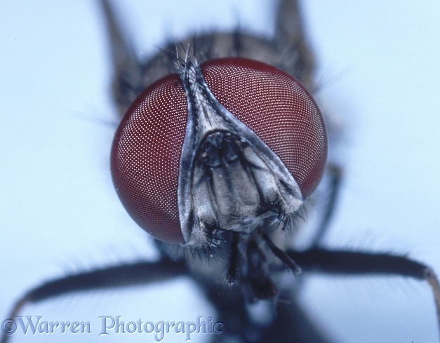 Lesser House Fly (Fannia canicularis) male head view.  Europe