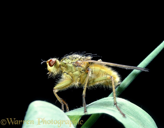 Yellow Dung Fly (Scatophaga stercoraria).  Europe