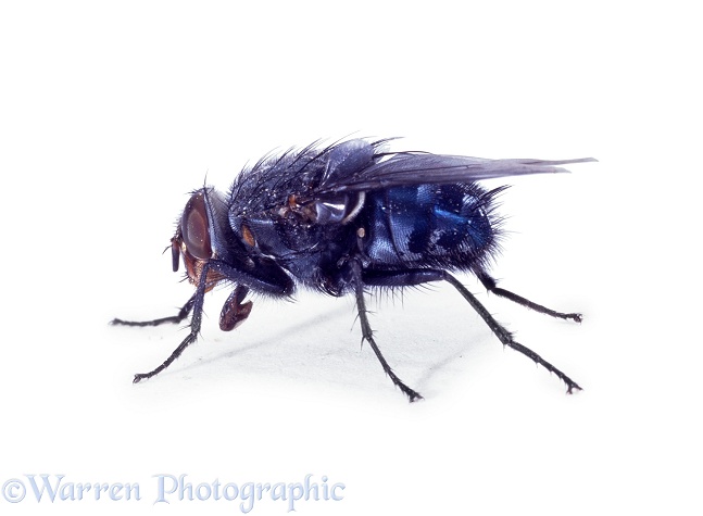 Bluebottle Fly (Calliphora vomitoria).  Worldwide, white background