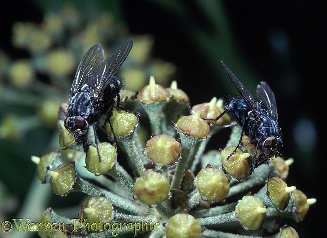 Bluebottle Flies (Calliphora vomitoria) feeding on ivy flowers.  Worldwide