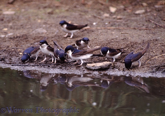 House Martins (Delichon urbica) collecting mud beside a pond to build their nests.  Europe, Africa