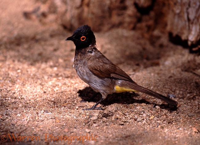 Red-eyed Bulbul (Pycnonotus nigricans).  Southern Africa