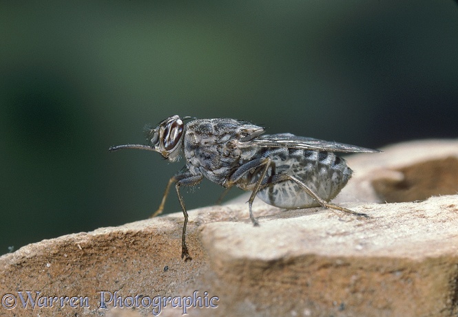 Tsetse Fly (Glossina morsitans) gravid female about to give birth