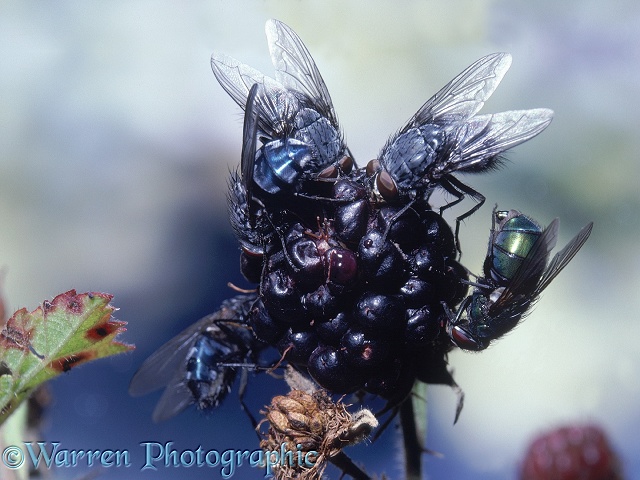 Bluebottle Flies (Calliphora vomitoria) and a Greenbottle feeding on an over-ripe blackberry.  Worldwide