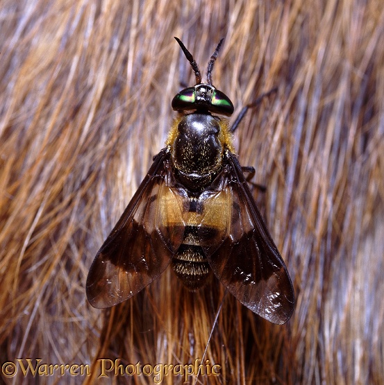 Deer Fly (Chrysops quadratus) on a horse's flank