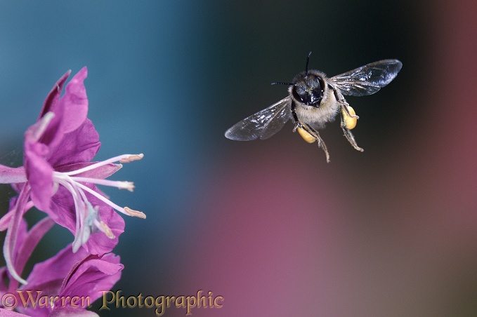 Honey Bee (Apis mellifera) worker with full pollen sacs visiting Rosebay flowers