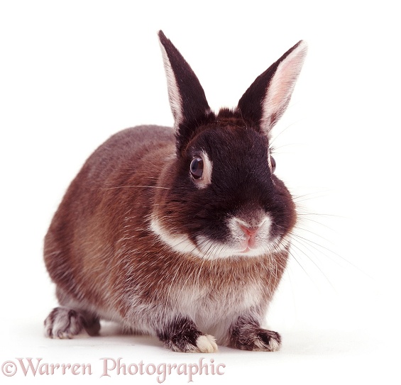 Elderly Marten Sable Rabbit, 9 years old, white background