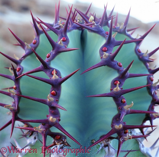 Euphorbia spines.  Namibia