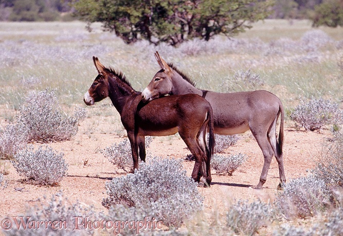 Pair of Donkeys.  Namibia