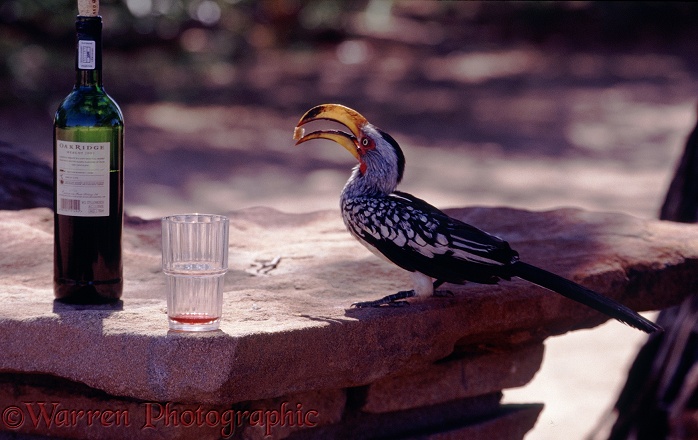 Yellow-billed Hornbill (Tockus flavirostris) pinching food from the table.  Africa