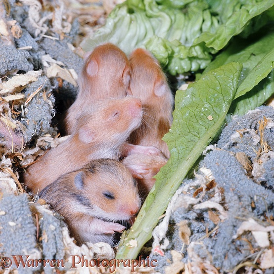 Golden Hamster (Mesocricetus auratus) babies, 15 days old, eyes opening