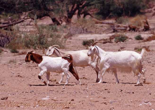 Goats.  Namibia