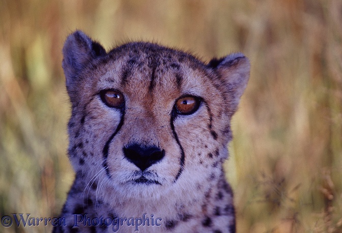 Cheetah (Acinonyx jubatus).  Africa