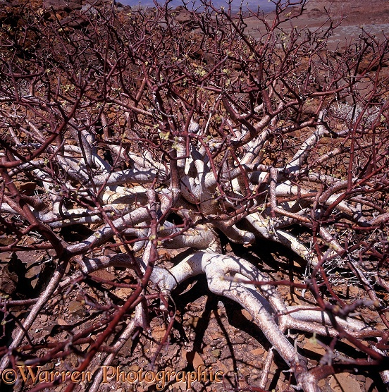 Desert plant.  Namibia