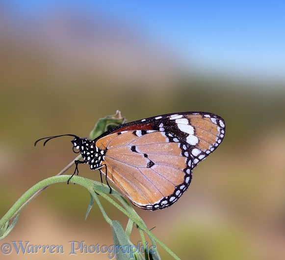 African Monarch Butterfly (Danaus chrysippus).  Africa