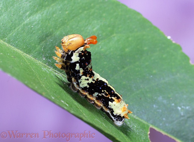 Citrus Swallowtail Butterfly (Papilio demodocus) caterpillar showing scent gland used in defence against parasitic wasps.  Africa