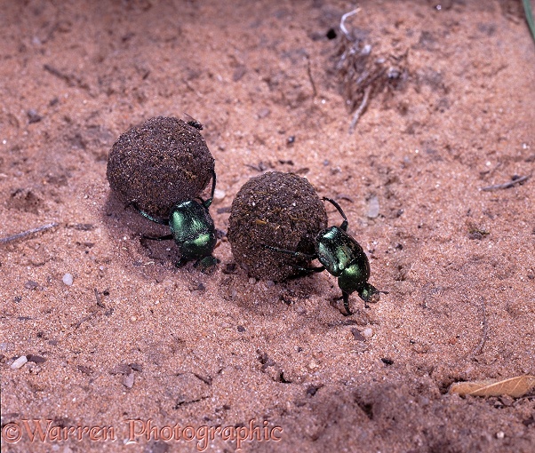 Green Dung Beetles (Garreta nitens) rolling dung balls.  Southern Africa