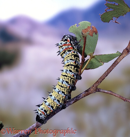Mopane Moth (Golimbrasia belina) caterpillar feeding on Mopane