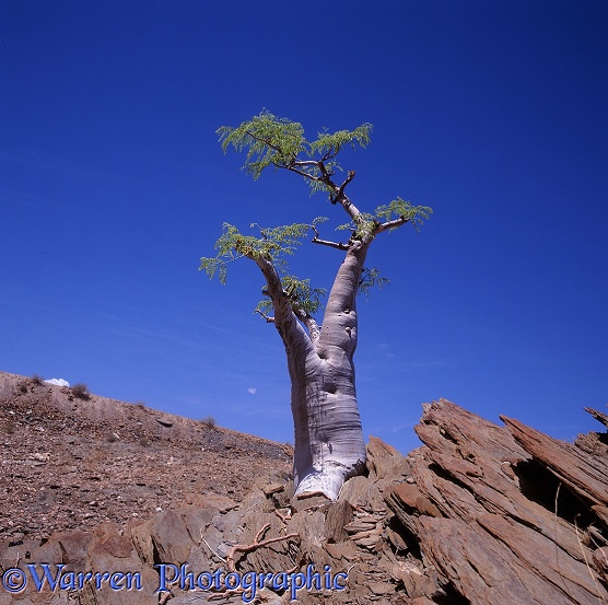 Desert tree.  Namibia