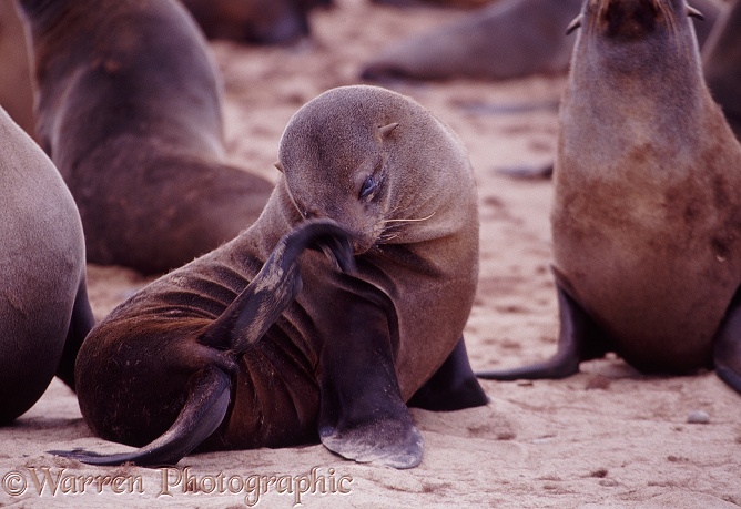 Cape Fur Seal (Arctocephalus pusillus) scratching its nose.  Southern African coasts