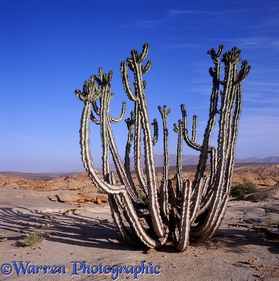 Euphorbia.  Namibia