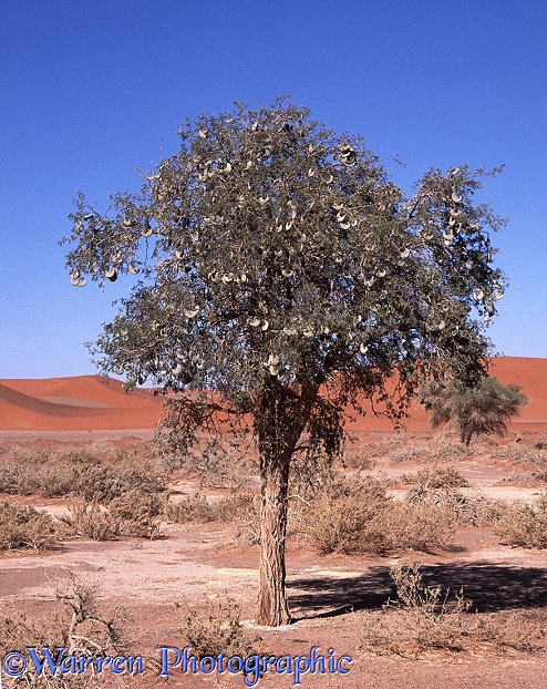 Camel Thorn (Acacia erioloba) laden with seed pods, Namib Desert.  Africa