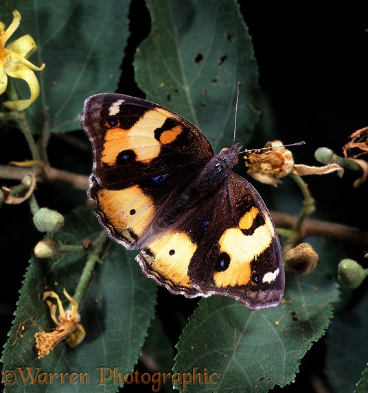 Yellow Pansy Butterfly (Precis hierta).  Africa