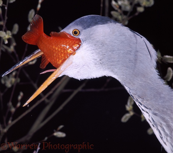 Grey Heron (Ardea cinerea) swallowing a goldfish