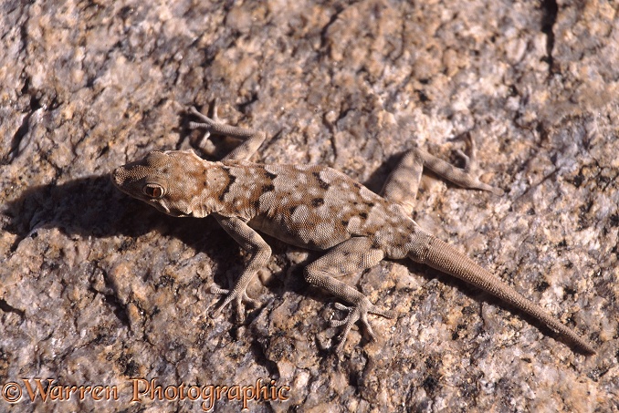 Bradfield's Namib Day Gecko (Rhoptropus bradfieldi) showing tail regeneration.  Southern Africa