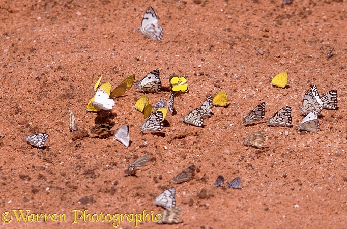 Brown-veined White (Belenois aurota), Zebra White (Pinacopteryx eriphia)  and Broad-bordered Grass Yellow (Euremia brigitta) butterflies gathering on a salt lick.  Southern Africa