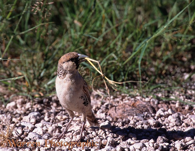 Sociable Weaver (Philetairus socius) collecting nesting material.  Africa