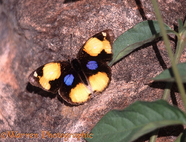 Yellow Pansy Butterfly (Precis hierta) sunning.  Africa