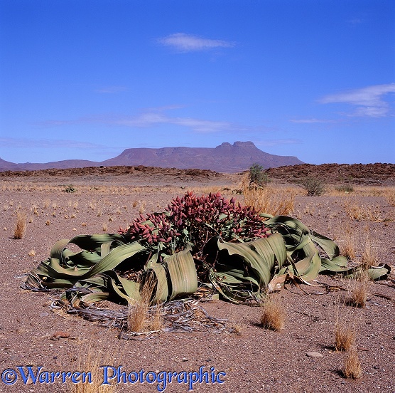 Welwitschia (Welwitschia mirabilis) female plant with cones.  Southern Africa