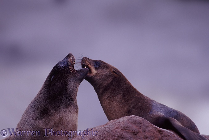 Cape Fur Seal (Arctocephalus pusillus) females arguing.  Africa