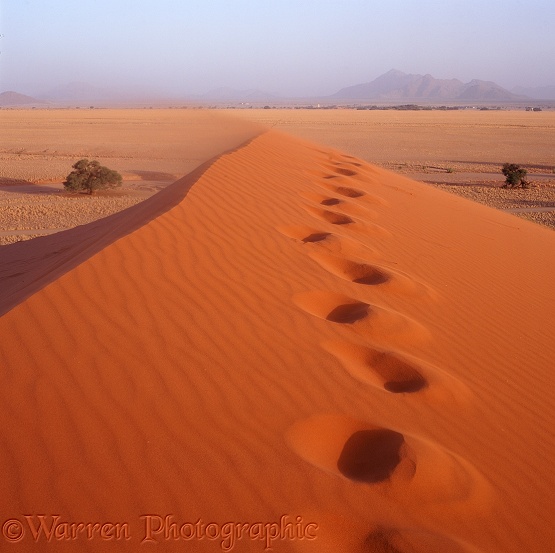 Foot prints in a sand dune.  Namib Desert, Africa