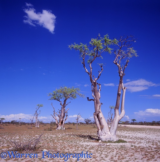 Moringo Tree (Moringa ovalifolia) at Spookieswoud.  Namibia
