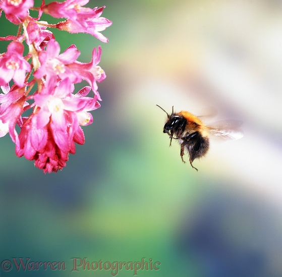 Common Carder Bee (Bombus pascuorum) visiting flowering currant.  Europe including Britain