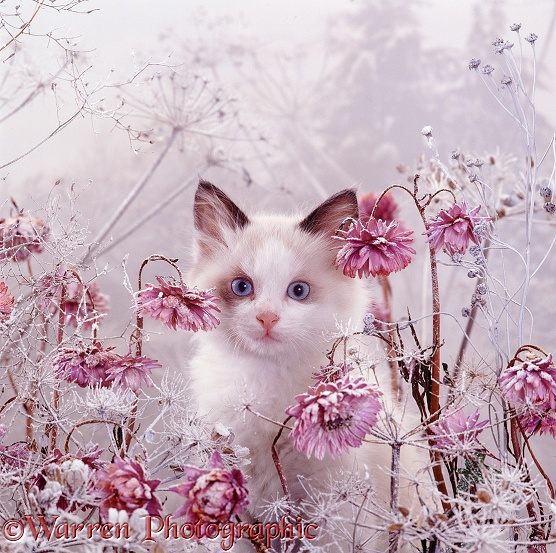 Portrait of blue-eyed bicolour Ragdoll-cross kitten Fungus among snowy everlasting daisies and cow parsley deadheads