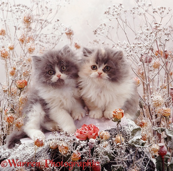 Blue Bicolour Persian kitten Cobweb and his Blue-cream sister Coriander, 9 weeks old, among frosty rosebuds, love-in-the-mist and umbellifer deadheads