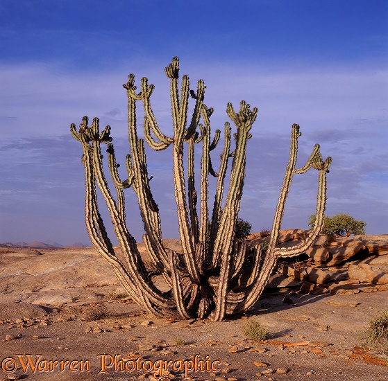 Euphorbia.  Namibia